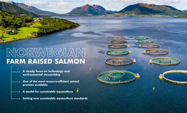 Is Ocean Wise farmed salmon