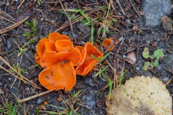 Is orange peel fungus rare