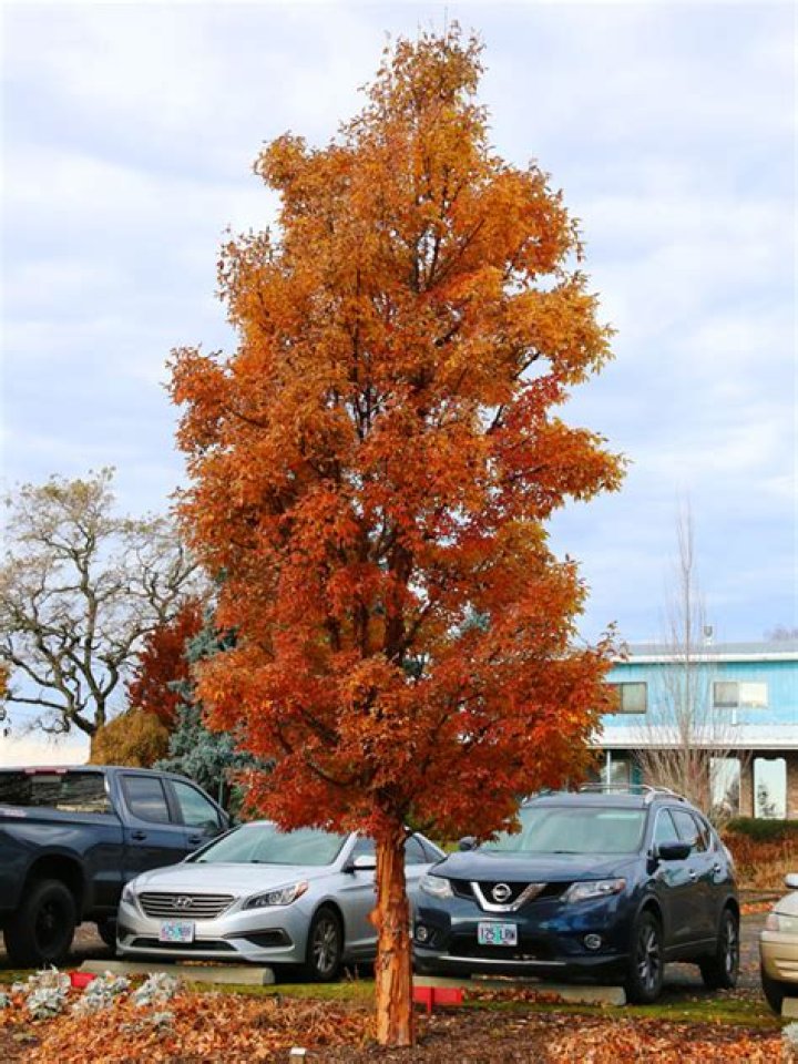 Is paperbark maple invasive