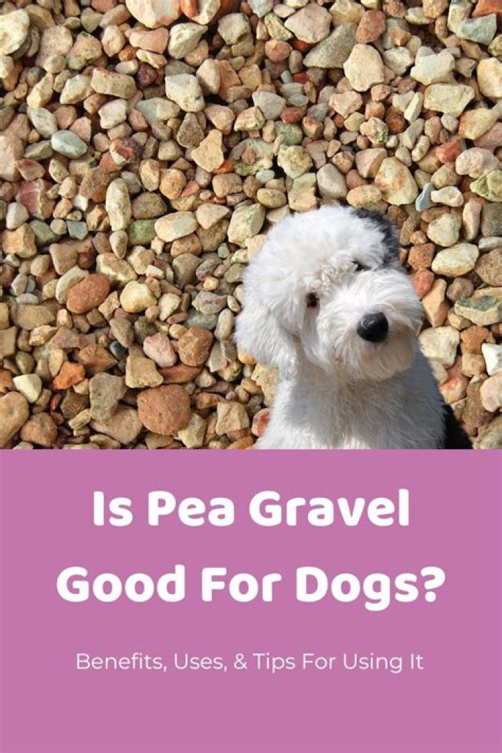 Is pea gravel good for dogs