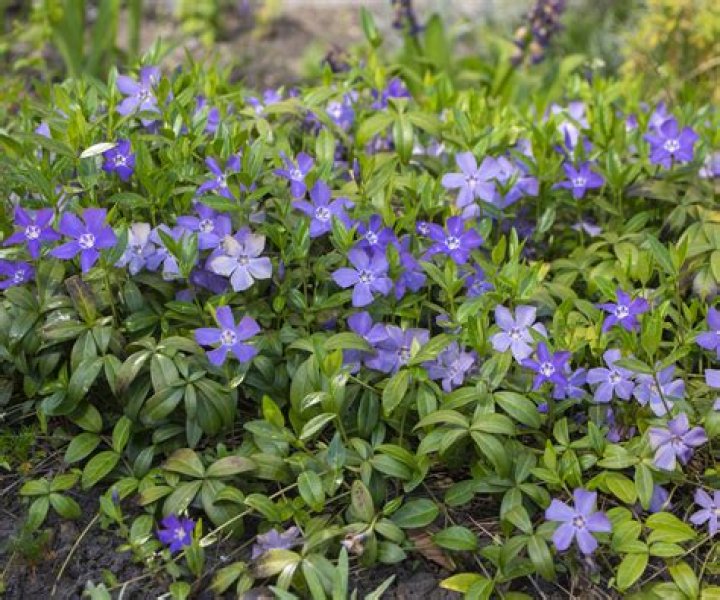 Is periwinkle easy to grow