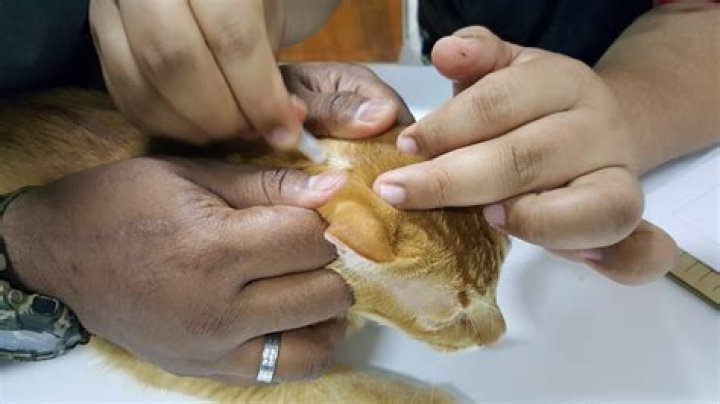 Is permethrin toxic to cats