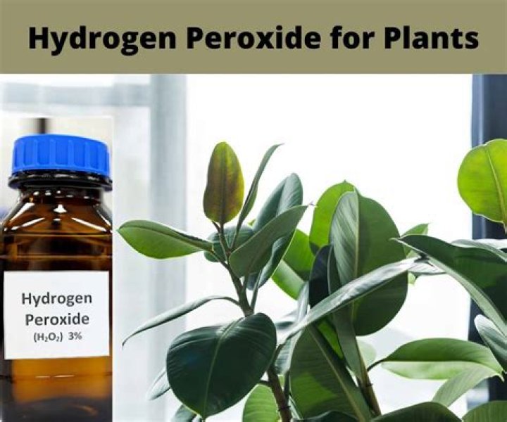Is peroxide good for plants