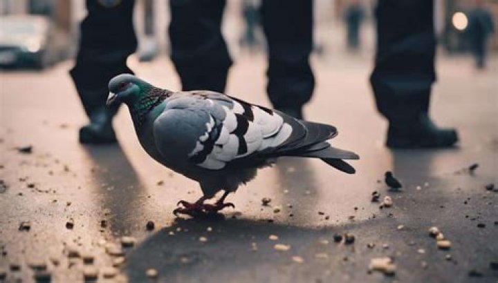 Is pigeon poisoning illegal