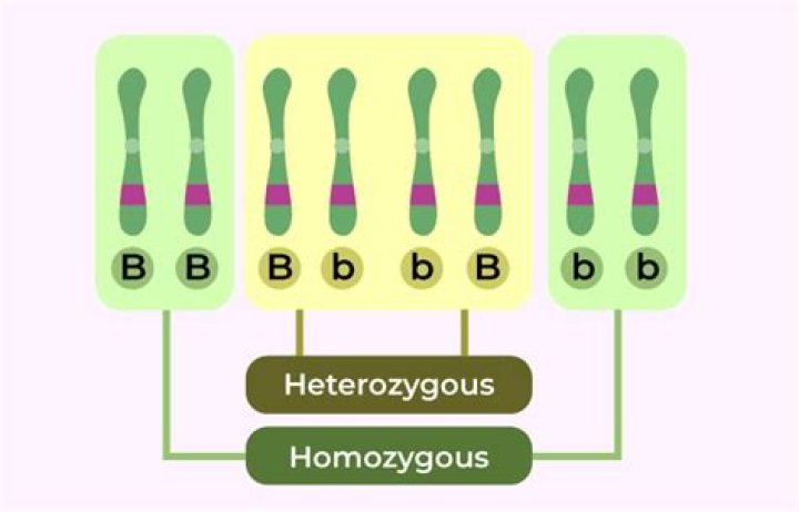 Is PKU heterozygous or homozygous