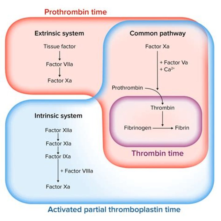 Is plasmin an anticoagulant