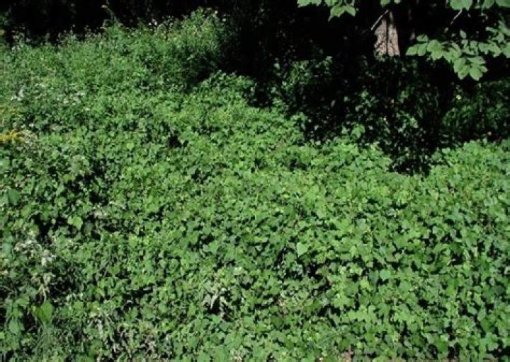 Is porcelain berry invasive