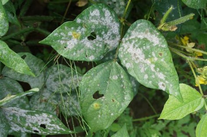 Is powdery mildew harmful to dogs