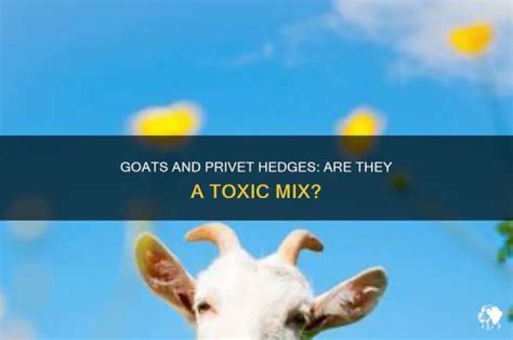 Is privet toxic to animals