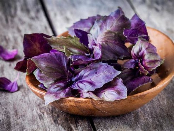 Is purple basil good eating