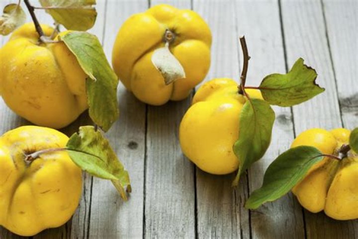Is Quince good for diabetes