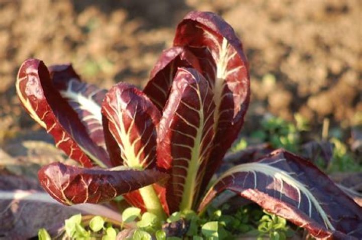 Is radicchio a red chicory