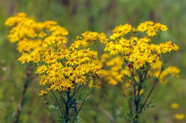 Is ragwort native to the UK