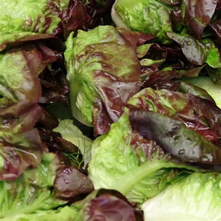 Is red leaf lettuce bitter