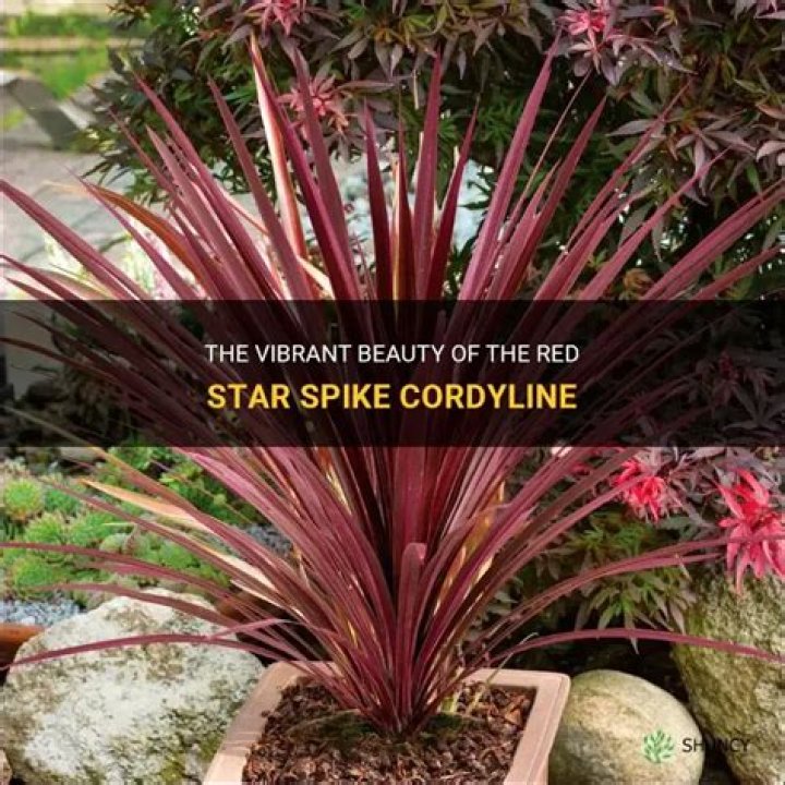 Is Red Star Spike perennial