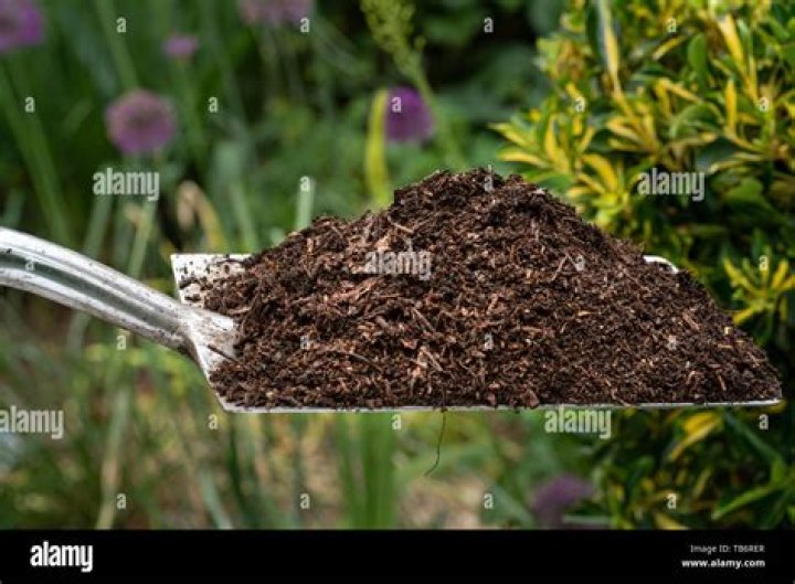 Is Rotted wood good compost