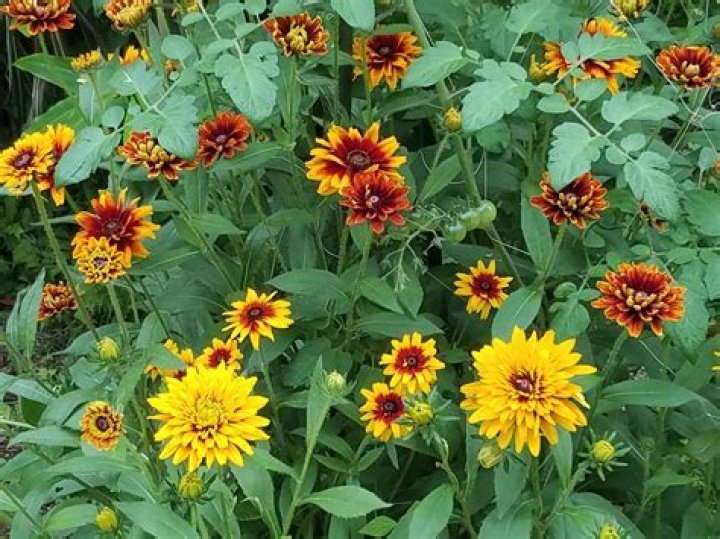 Is rudbeckia a perennial