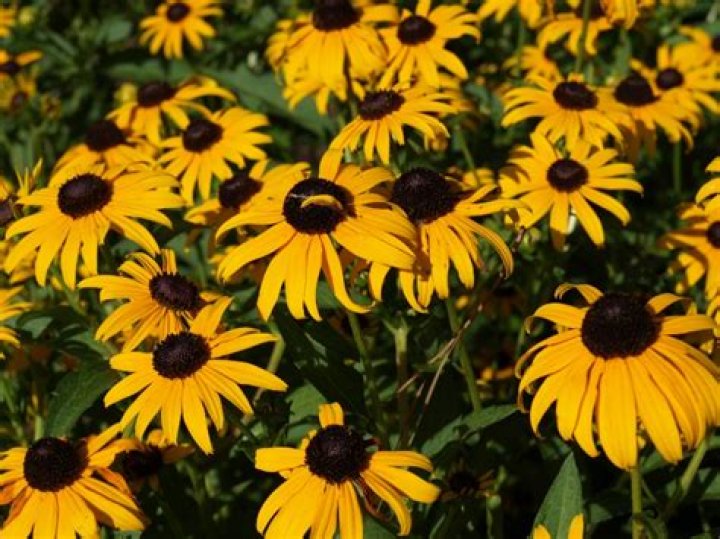 Is rudbeckia an annual or a perennial