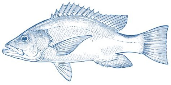 Is Saddletail snapper tough
