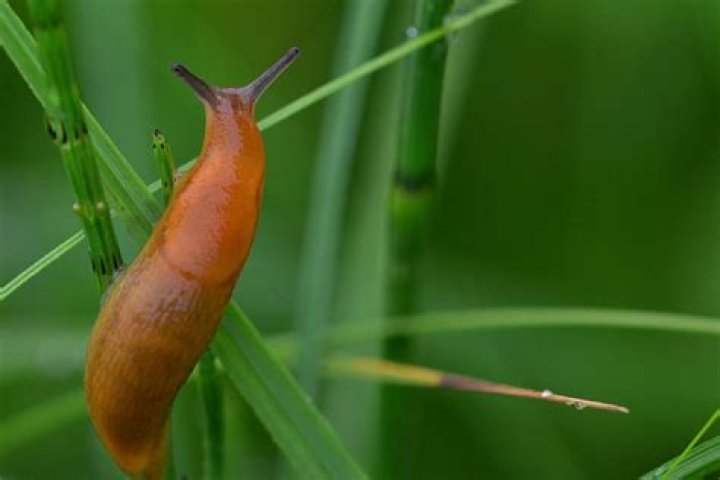 Is Salt poisonous to snails