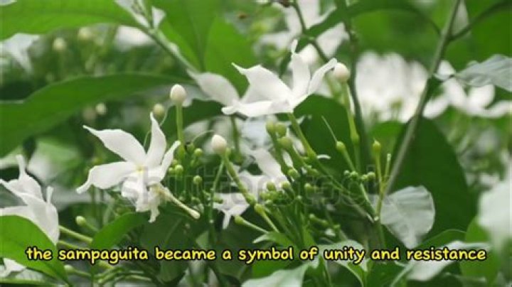 Is Sampaguita indoor plant