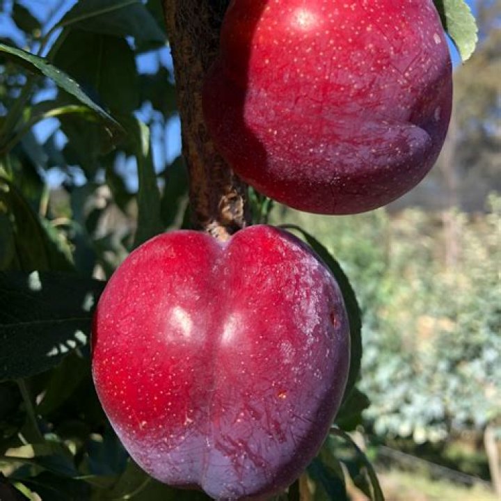 Is Santa Rosa plum Japanese