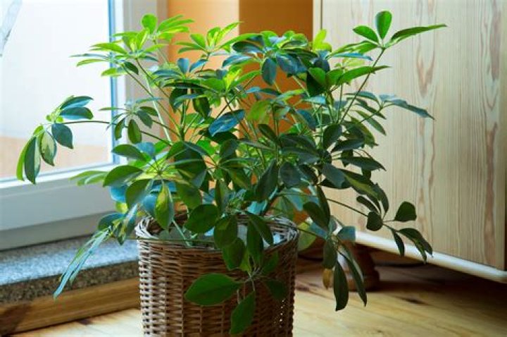 Is schefflera safe for cats