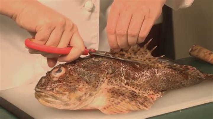 Is sculpin fish good to eat