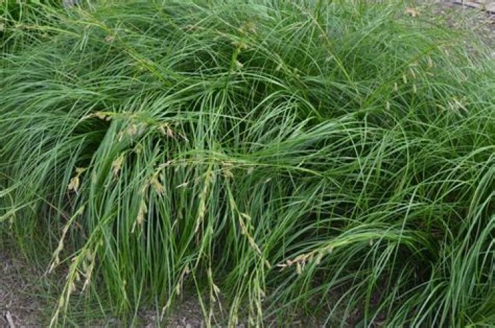 Is sedge grass a perennial