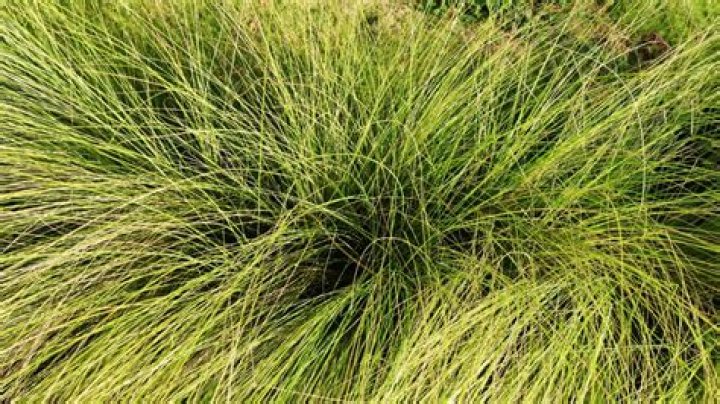 Is Sedge the same as grass