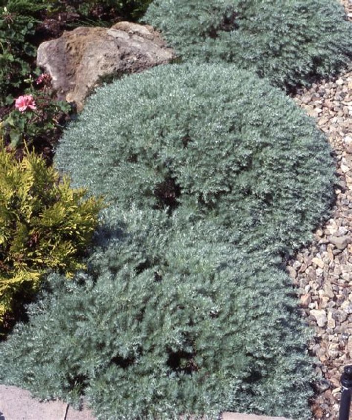 Is Silver Mound a perennial