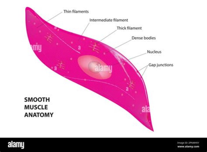 Is smooth muscle innervated