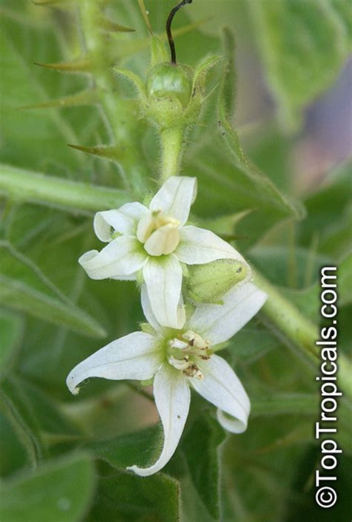 Is Solanum Viarum poisonous