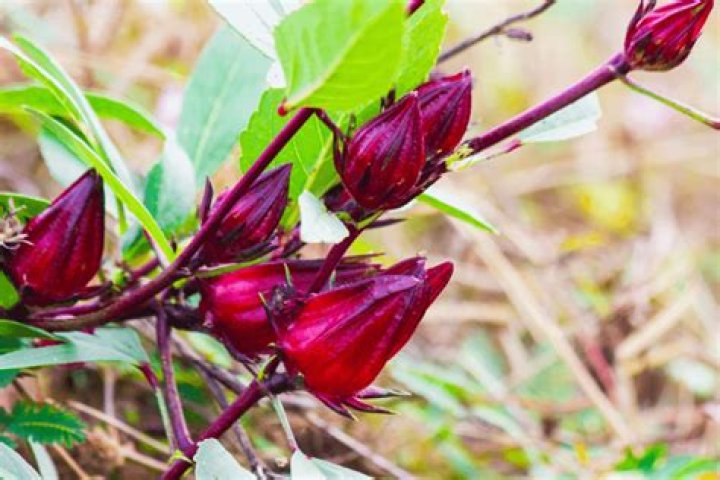 Is sorrel harmful to humans