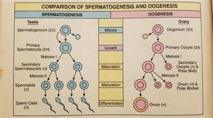 Is spermatogenesis continuous process