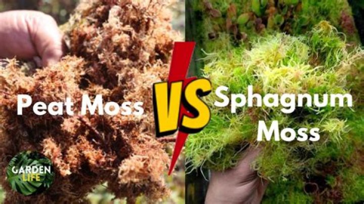 Is sphagnum peat moss the same as peat moss
