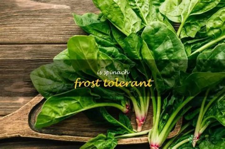 Is spinach a frost tolerant