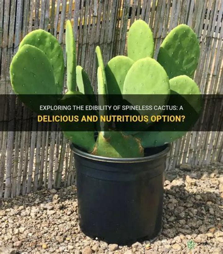 Is spineless cactus edible