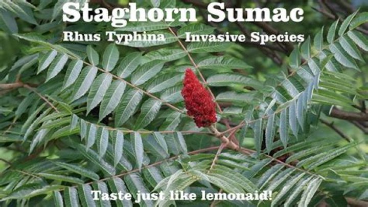 Is staghorn sumac poisonous