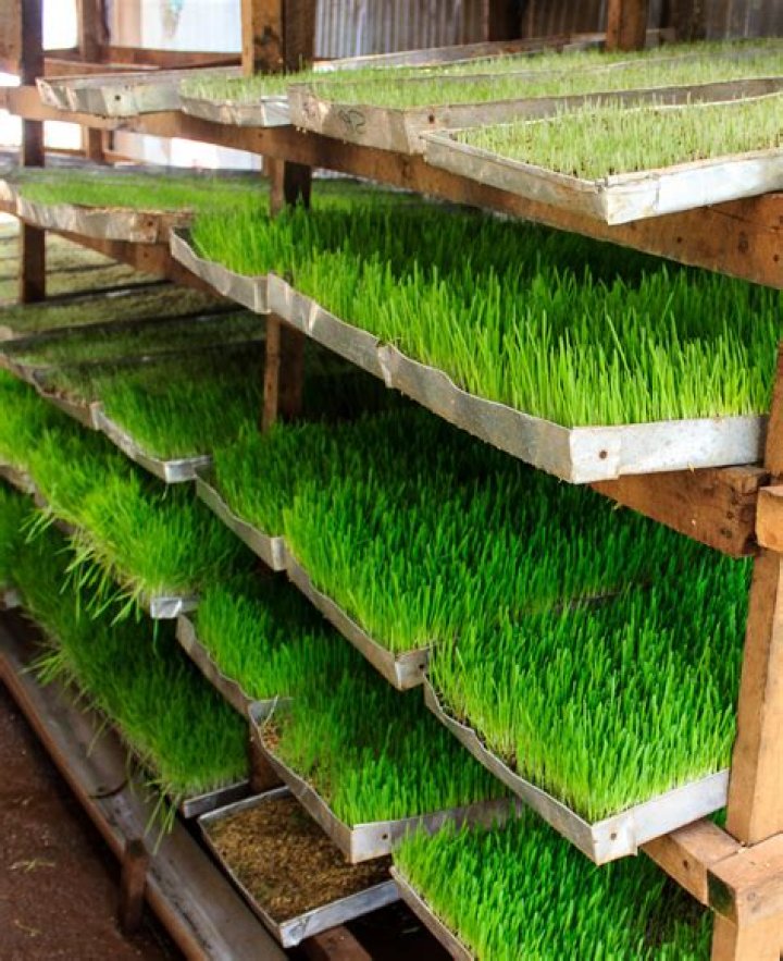 Is Star grass a fodder crop