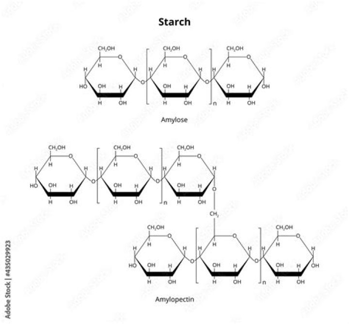 Is starch a polysaccharide