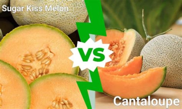 Is Sugar Kiss melon cantaloupe