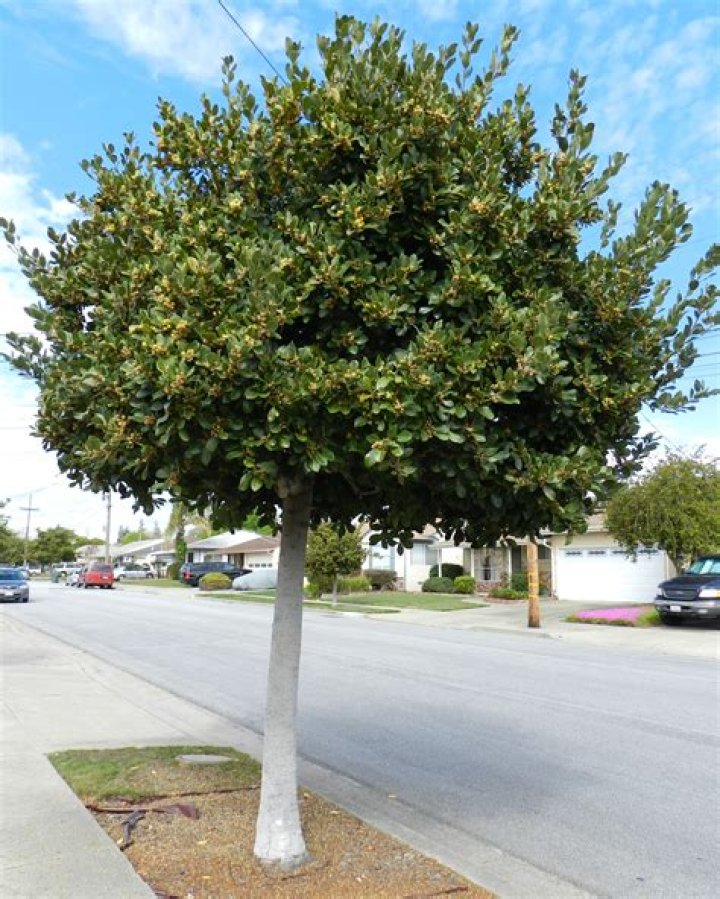 Is sweet bay tree evergreen