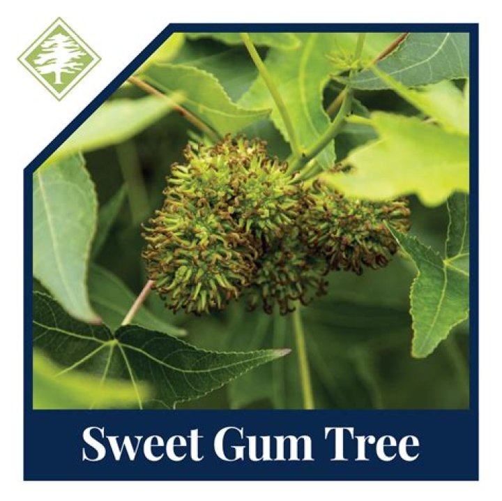 Is sweet gum tree poisonous