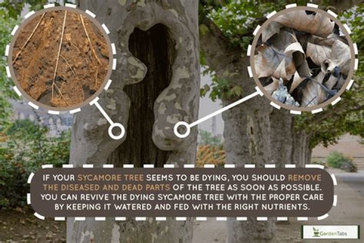 Is sycamore tree poisonous