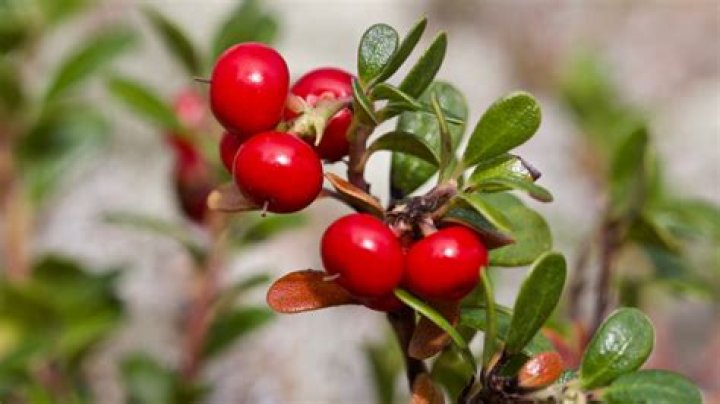 Is the bearberry poisonous