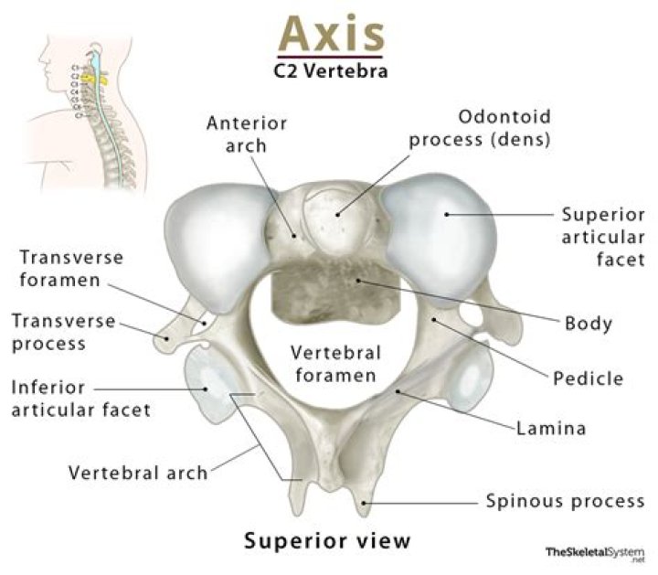 Is the C1 vertebra the axis