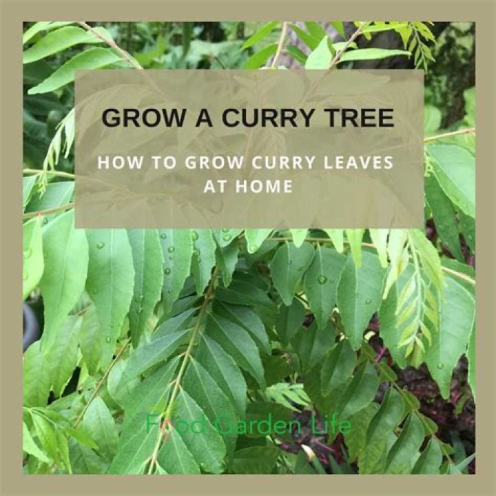 Is the curry tree deciduous