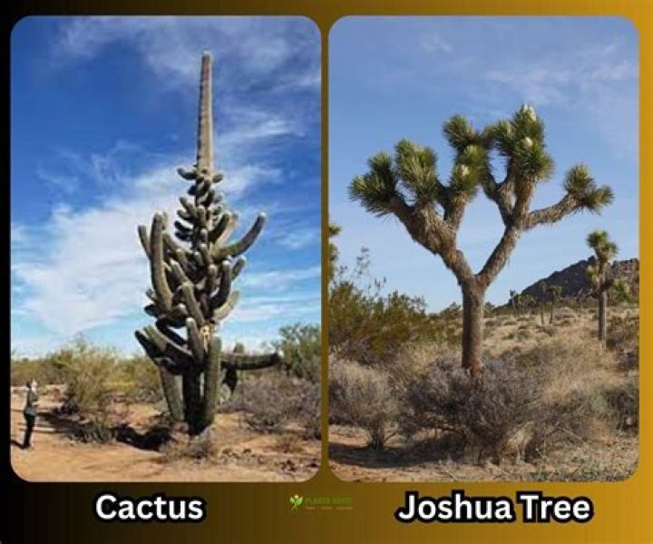 Is the Joshua Tree a cactus