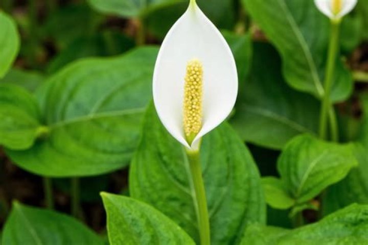 Is the peace lily plant poisonous to humans